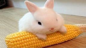 Funny and Cute Baby Bunny Rabbit Videos - Baby Animal Video Compilation (2019)