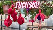 Fuchsia Plant Care: How to Plant, Grow and Care for Fuchsias