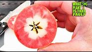 TASTING a RED FLESHED APPLE / The Lucy Glo Apple has both an amazing color and flavor