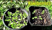 Growing Kiwiberries From Seed - 2 Methods