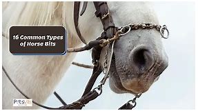 16 Common Types of Horse Bits [English & Western]