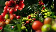 Costa Rica Pura Vida Lifestyle: What Goes Into That Perfect Cup of Coffee Here in Costa Rica!