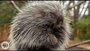 Porcupines Give You 30,000 Reasons to Back Off | Deep Look