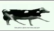 Polish cow dancing Lyrics