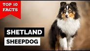 Shetland Sheepdog - Top 10 Facts (Sheltie)
