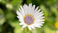 How to Plant and Grow African Daisy