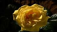 Yellow Rose flower opening time lapse