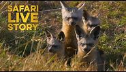 safariLIVE Story: Bat-eared Foxes of the Mara