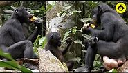 Feeding behaviors among wild bonobos! 【Observations of Bonobos #24】