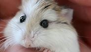 How to Care for a Pet Robo (Roborovski) Hamster