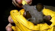 Mystery animal: epauletted fruit bat, Epomophorus species