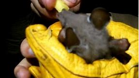 Mystery animal: epauletted fruit bat, Epomophorus species