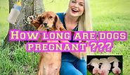 How long is a dog pregnant?