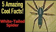 5 Fascinating Facts About The White-Tailed Spider