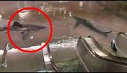Shark Tank Breaks In Mall (real or fake?)