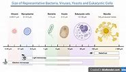 Size of Bacteria: Giant, Smallest, and Regular Ones • Microbe Online