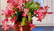 Care & Culture of Christmas Cactus