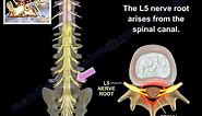 L5 Nerve Root - Everything You Need To Know - Dr. Nabil Ebraheim