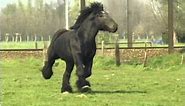 Simon van Straten - Beautiful Belgian Draft Horse