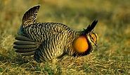 Prairie-Chickens Booming