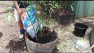 Plant Bamboo in Pots