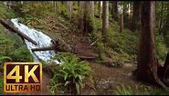 2.5 HRS Virtual Nature Walk in the Redwood National and State Parks in 4K Ultra HD - Part 1
