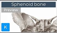 Sphenoid bone: Isolated views, Landmarks, Functions (preview) - Human Anatomy | Kenhub