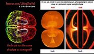 Biomagnetism, the Brain, Human Biofield & Universe! Lifting The Veil