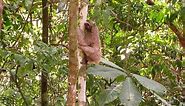 Three-toed Sloth climbing up tree