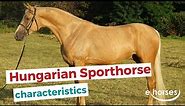 Hungarian Sport Horse | characteristics, origin & disciplines