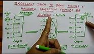 Fischer & Haworth projection formulae for Glucose (Biomolecules class 12 chemistry )