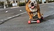 Dancing Walter 😁💗 #dancingdog #happydoglife #skateboardingdog #skatedance #dogsthatskate | SkateboardK9