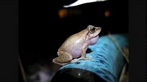 Coqui frogs UP CLOSE and LOUD!