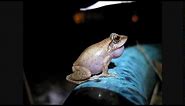 Coqui frogs UP CLOSE and LOUD!