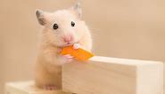 Syrian Hamster Lifespan: How Long Do Syrian Hamsters Live?