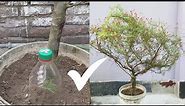 How To Grow Cypress Vine Plant // Hummingbird Vine // Star Glory// How To Graft