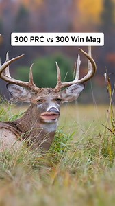 75K views · 989 reactions | .300 PRC vs .300 Win Mag explained by Bubba the Deer 歷 #hunting | Matt's Adventures | Facebook