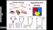 Bioinformatics part 17 homolog analog xenolog