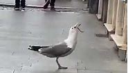 Seagull swallowing a rat in the streets😮
