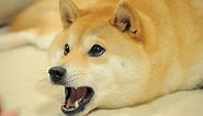 YouTube Trolls Doge with New "Doge Meme" Easter Egg