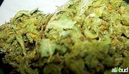 Amnesia Lemon | Marijuana Strain Reviews
