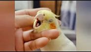 Cockatiels Craze: Discover the Hilarious World of These Feathered Comedians