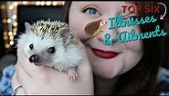 Hedgehog Care: Common Illnesses & Ailments