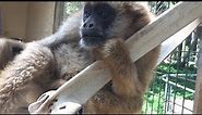 Muriqui: o maior macaco das Américas