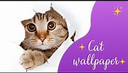 Cute Cat Pictures for Wallpaper - Adorable Cat Photos to For Your Screens!