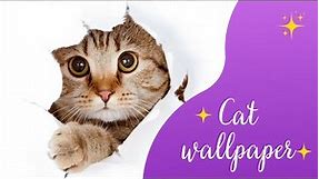 Cute Cat Pictures for Wallpaper - Adorable Cat Photos to For Your Screens!