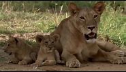 Lions: Cute Cubs to Apex Predators | BBC Earth