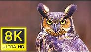 8K Birds - Amazing Beautiful Birds in The World in 8K ULTRA HD - Relaxing nature music ( 8K TV )