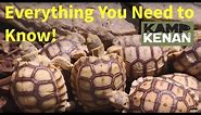 The ULTIMATE SULCATA Tortoise Care INSTRUCTIONS : Kamp Kenan S3 Episode 34