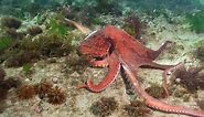 Enteroctopus megalocyathus, juga dikenal sebagai patagonian giant octopus atau southern red octopus